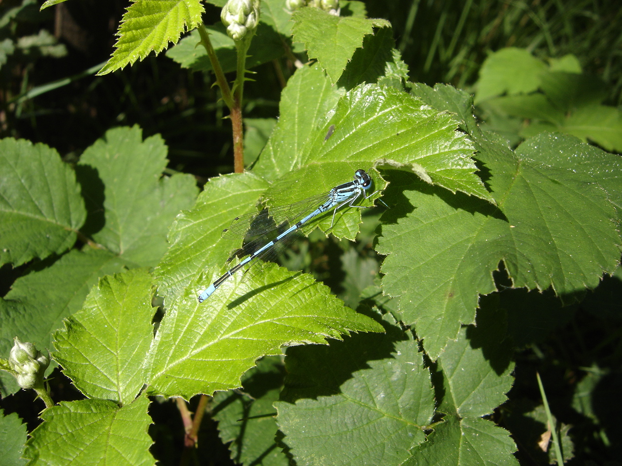 Demoiselle