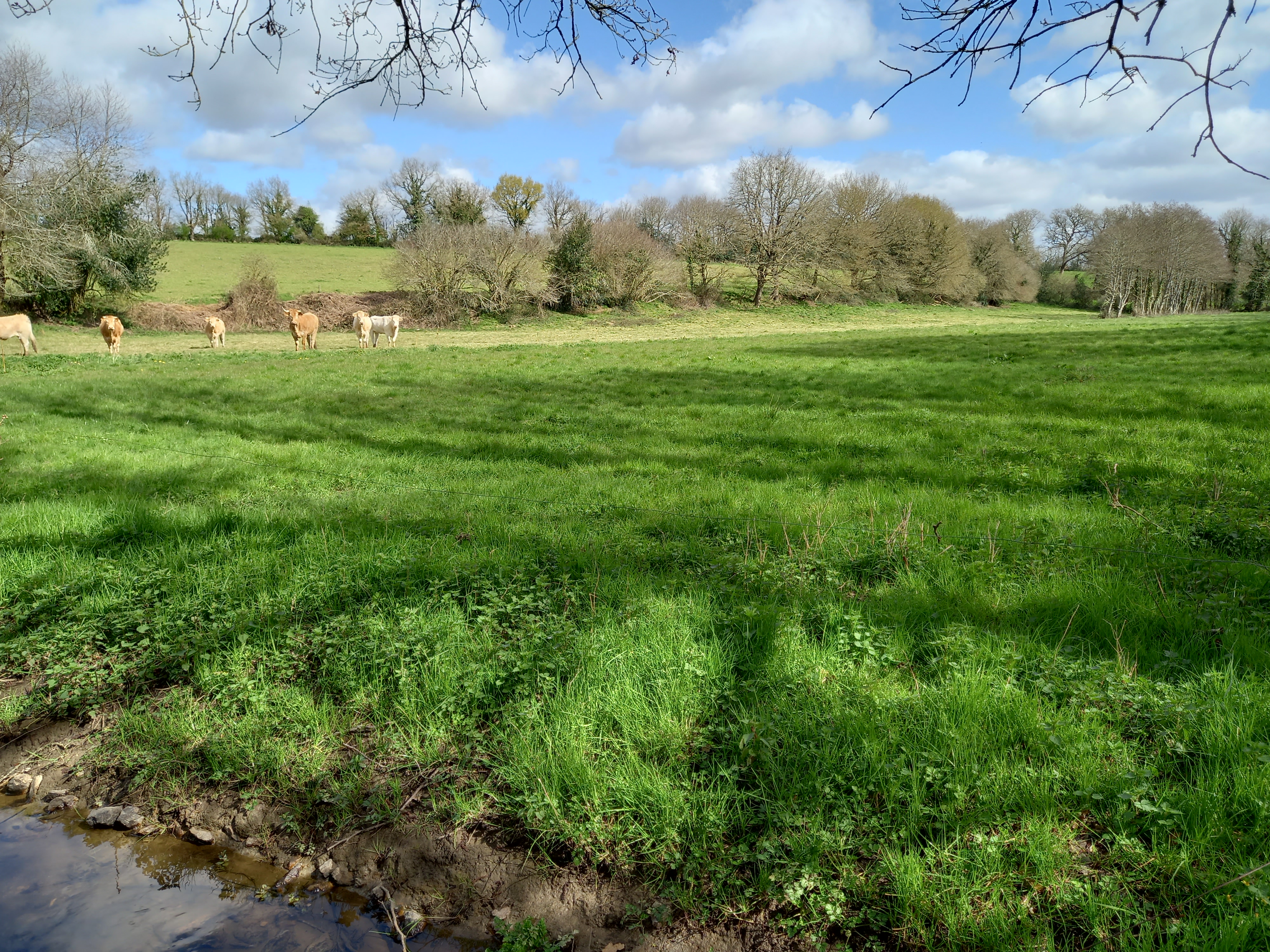 Paysage de bocage