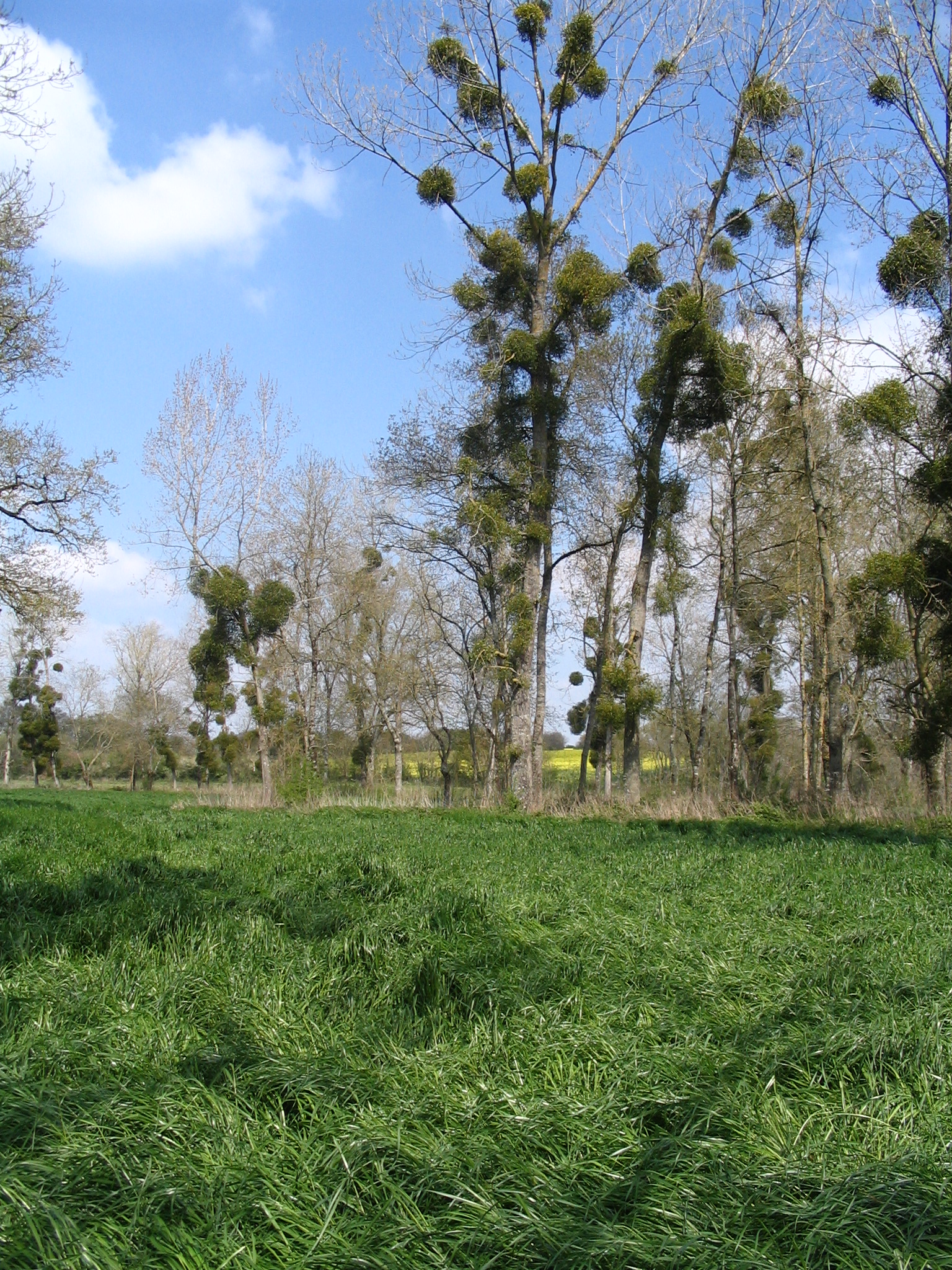 Prairie en bord de cours d'eau